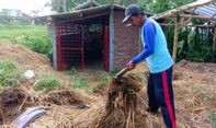 Lebih Ekonomis dan Berkualitas, Kelompok Tani Maju Makmur Bikin Pupuk Organik dari Kotoran Sapi