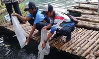 Pemkab Tegal Sebar 300.000 Benih Ikan di Waduk dan Sungai Setempat