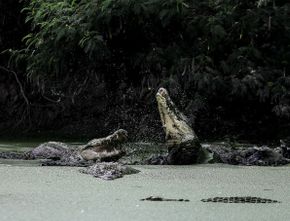 Melihat dari Dekat Ribuan Reptil Besar di Taman Buaya Asam Kumbang, Sumatra Utara
