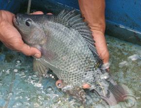 Potensi Budidaya Ikan Nila di Kolam Rumah yang Menguntungkan