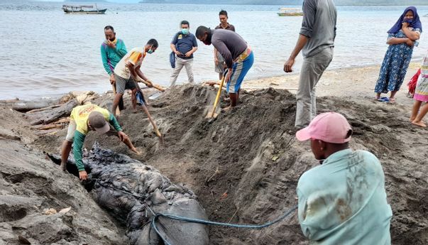 Misteri di Balik Kematian Paus Orca di Banyuwangi