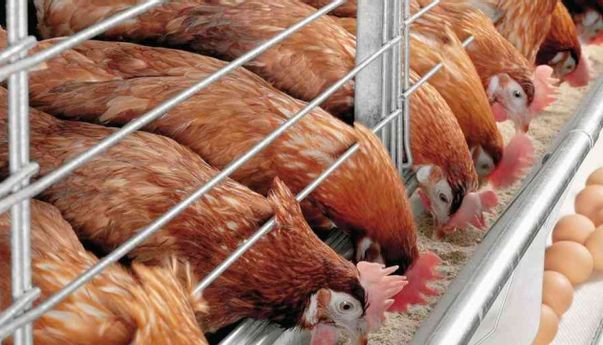 Panduan Lengkap Budidaya Ayam Petelur Bagi Pemula