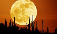 Bukan Game, Fenomena 'Harvest Moon' akan Segera Terjadi, Apa Itu?