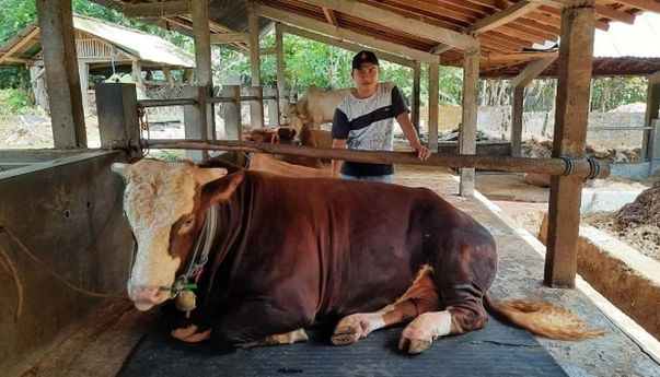 Bertia Terkini: Gombloh, Sapi Kurban Presiden Jokowi Akan Disembelih di Istana Kepresidenan Yogyakarta