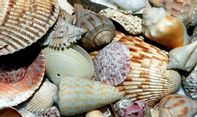 Siapa Sangka Limbah Kulit Kerang Bisa Dimanfaatkan