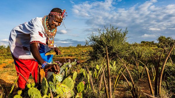 Di Kenya, Pengembala Mengubah Kaktus jadi Biofuel
