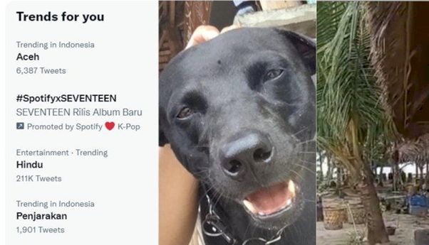 Dugaan Penyiksaan Anjing di Aceh Jadi Sorotan Netizen, Tagar #Aceh Nomor 1 di Twitter