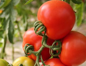 Hasil Rekayasa, Tomat Bisa Bantu Cukupi Kebutuhan Vitamin D Orang di Seluruh Dunia