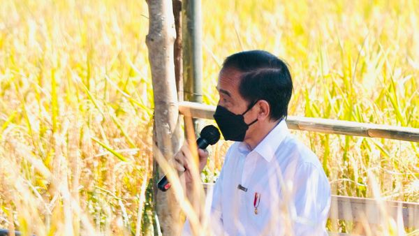 Jokowi: Kami Rehab 620 Ribu Ha Hutan Mangrove, Terluas di Dunia