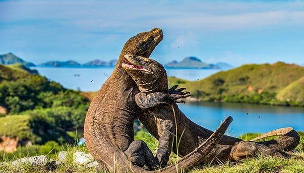 Mulai 2020, Masuk Pulau Komodo Harus Pakai Kartu Anggota Tahunan