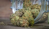 Berita Seputar Jateng: Polisi Amankan 52,78 Gram Ganja Kering dari Tangan Remaja di Ambarawa