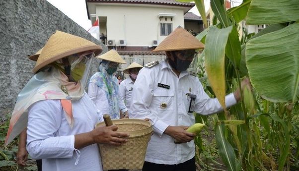 Wakil Walikota Jogja Apresiasi Panen Jagung Warga Kelurahan Tahunan
