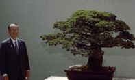 Kisah Bonsai Berusia Hampir Empat Abad yang Selamat dari Ledakan Bom Atom Hiroshima