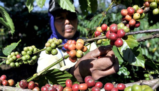 Di Tingkat Petani Harga Kopi Arabika Temanggung Mulai ‘Sumringah’