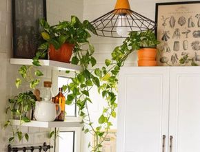 Bikin Suasana Ruang Dapur Makin Segar dengan 10 Tanaman Hias Ini