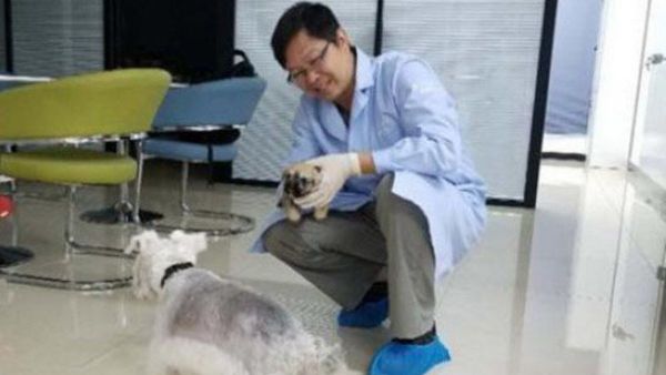 Berhasil Kloning 20 Ras Anjing, China Kemungkinan Berhasil Kloning Manusia