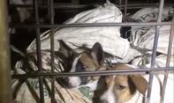 Teruntuk Gibran Rakabuming, Tolong Larang Perdagangan Anjing di Solo, Terlampau Sadis