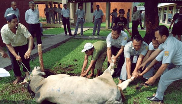 Berita Jogja: Alasan DLH Yogyakarta Wanti-wanti Panitia Kurban Agar Tidak Cuci Jeroan di Sungai
