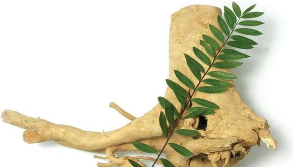 Manfaat Pasak Bumi Dicampur Madu Selain untuk Kejantanan Pria