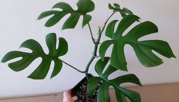 Laku Rp76 Juta di Selandia Baru, di Indonesia Tanaman Hias Ini Kok Dijual Murah?