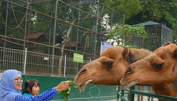 Melihat Satwa Unik di Taman Hewan Pematang Siantar, Kelurahan Teladan, Pematangsiantar