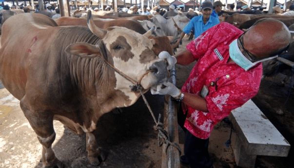 Berita Jogja: Sepi Peminat, Penjualan Hewan Kurban Paling Buruk Terjadi Tahun 2020