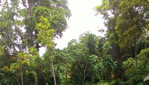 Deretan Tempat Wisata di OKU Timur dengan Pemandangan Luar Biasa