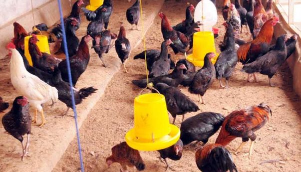 Perhatikan! Ini Tips Mudah Budidaya Ayam Kampung Petelur