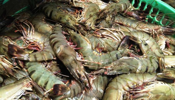 Selain Tujuan Wisata, Ekspor Udang Bali Jadi Andalan