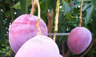Beli Bibit Mangga Cuma Rp485 Ribu, Setelah Besar 2 Buah Laku Rp65 Juta