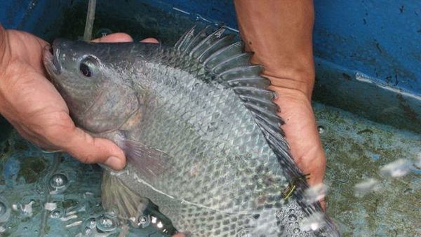 Potensi Budidaya Ikan Nila di Kolam Rumah yang Menguntungkan