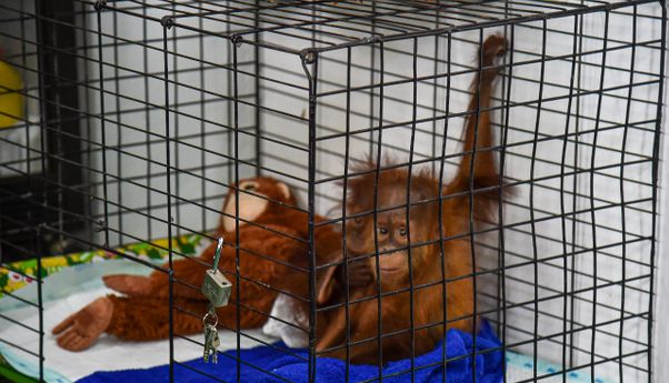 Kisah Penggagalan Penyelundupan Orangutan Sumatera ke Tangerang via Bus ALS