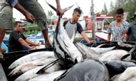 Hebat! Sekolah Usaha Perikanan Menengah Bone Ekspor Puluhan Ton Tuna