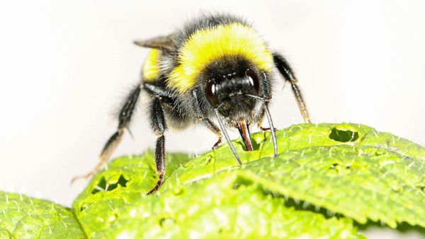 Kerusakan Berbuah Keindahan, Gigitan Lebah Membantu Bunga Mekar Lebih Awal