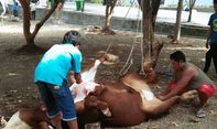 Berita Seputar Bogor: Pemkab Bogor Adakan Pelatihan Penyelenggaraan Kurban via Webinar