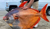 Ikan Jumbo Berwujud Aneh Ini Terdampar di Pantai dan Kejutkan Warga