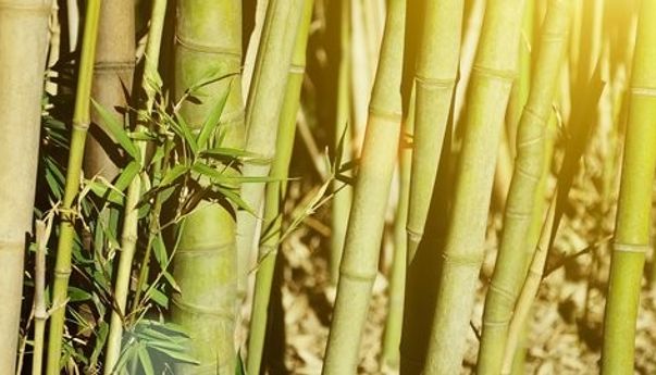 Hobi Dekorasi Rumah? Inilah Jenis Jenis Bambu yang Bisa Kamu Pilih
