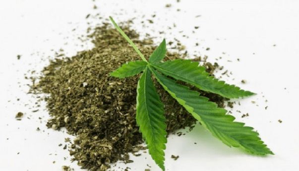 Polisi Amankan Pemilik Tanaman Ganja Hidroponik di Surabaya