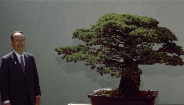 Kisah Bonsai Berusia Hampir Empat Abad yang Selamat dari Ledakan Bom Atom Hiroshima
