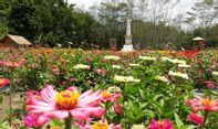 Kampung Flory Jogja: Tempat Wisata untuk Para Pecinta Tanaman Hias