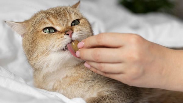 Kucing Juga Bisa Cacingan, Ketahui Cara Memberi Obat Cacing dan Dosis yang Tepat