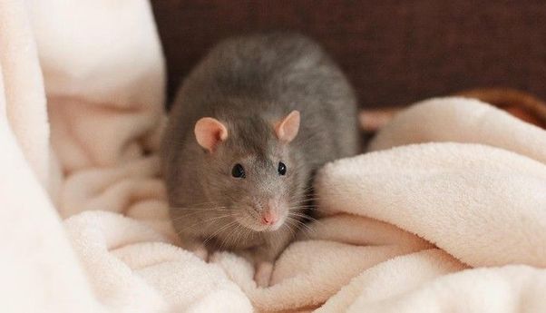 Temuan Virus Corona Baru di Swedia: Peneliti Ungkap Tikus Punggung Merah Jadi Penyebabnya
