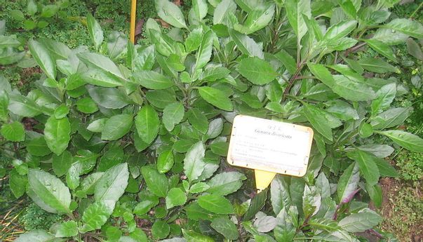 Sesuai dengan Namanya, Inilah Banyak Manfaat Daun Dewa untuk Obati Berbagai Penyakit