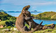 Mulai 2020, Masuk Pulau Komodo Harus Pakai Kartu Anggota Tahunan