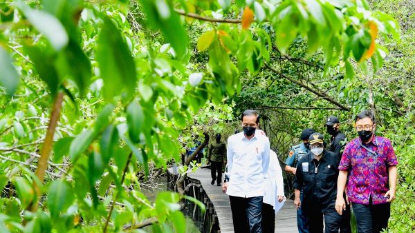 Jokowi Bakal Pamer Restorasi Mangrove, Luhut: Jangan Hanya Omdo