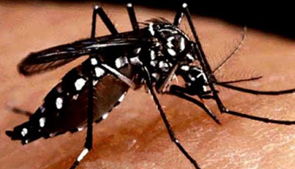 Berita Jogja: Kasus DBD di Gunungkidul Hampir 1.000, Masyarakat Diminta Waspada