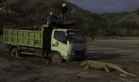 Netizen Pasti Tak Menyangka, Begini Kesaksian Sopir Truk yang Viral karena Dihadang Komodo
