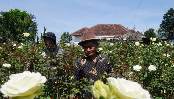 Resepsi Pernikahan Dilarang Selama Masa PPKM Darurat, Petani Bunga Rugi Jutaan Rupiah