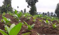 Bupati Temanggung Sebut Pasal 154 RUU Kesehatan Berpotensi Rugikan Petani Tembakau