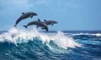 Seperti Halnya Manusia, Lumba-lumba Liar Berkepribadian Pemberani dan Pemalu